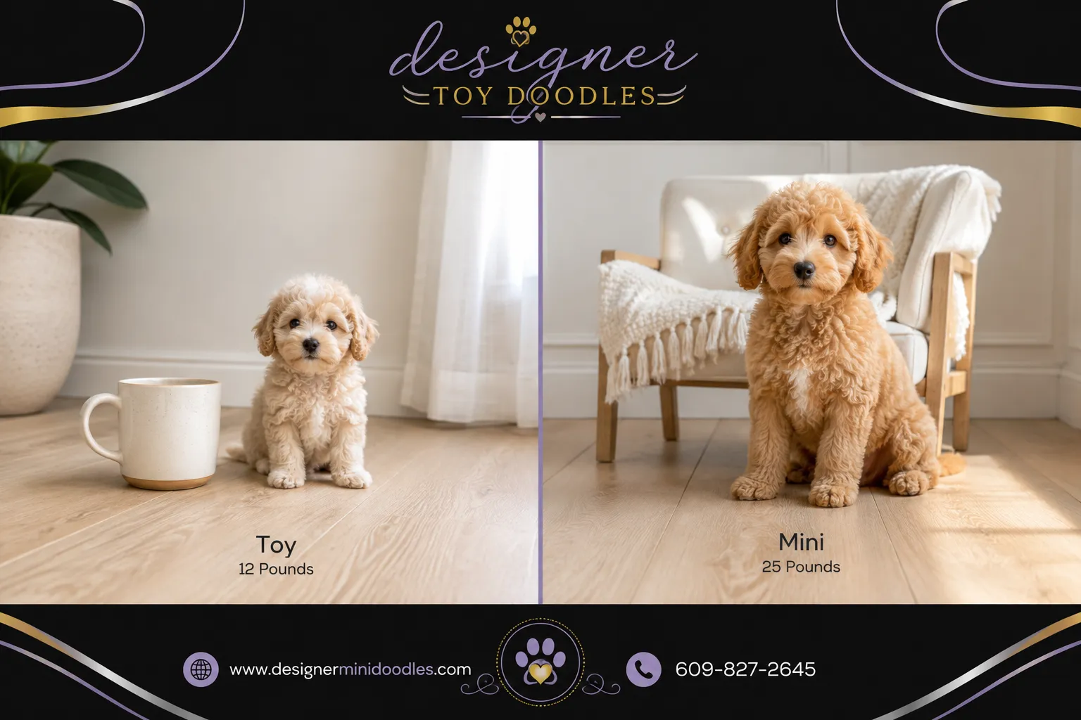 reputable toy goldendoodle breeders