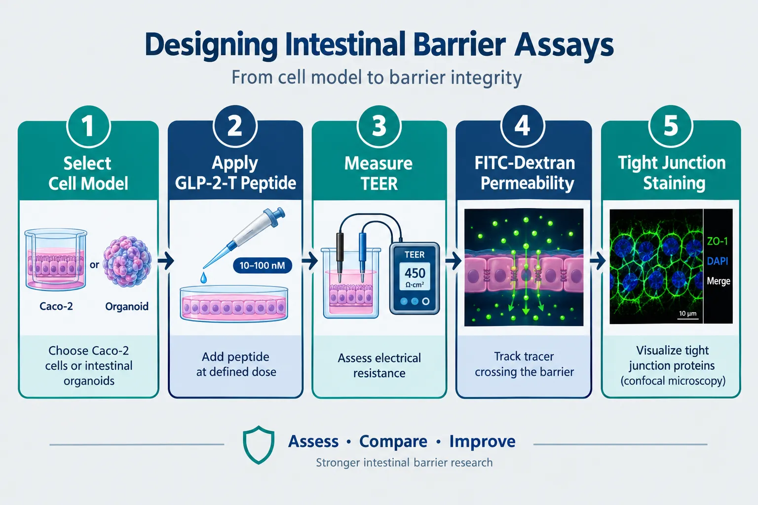Designing Intestinal Barrier Assays for GLP-2-T and GLP2 Tirz Peptide Research