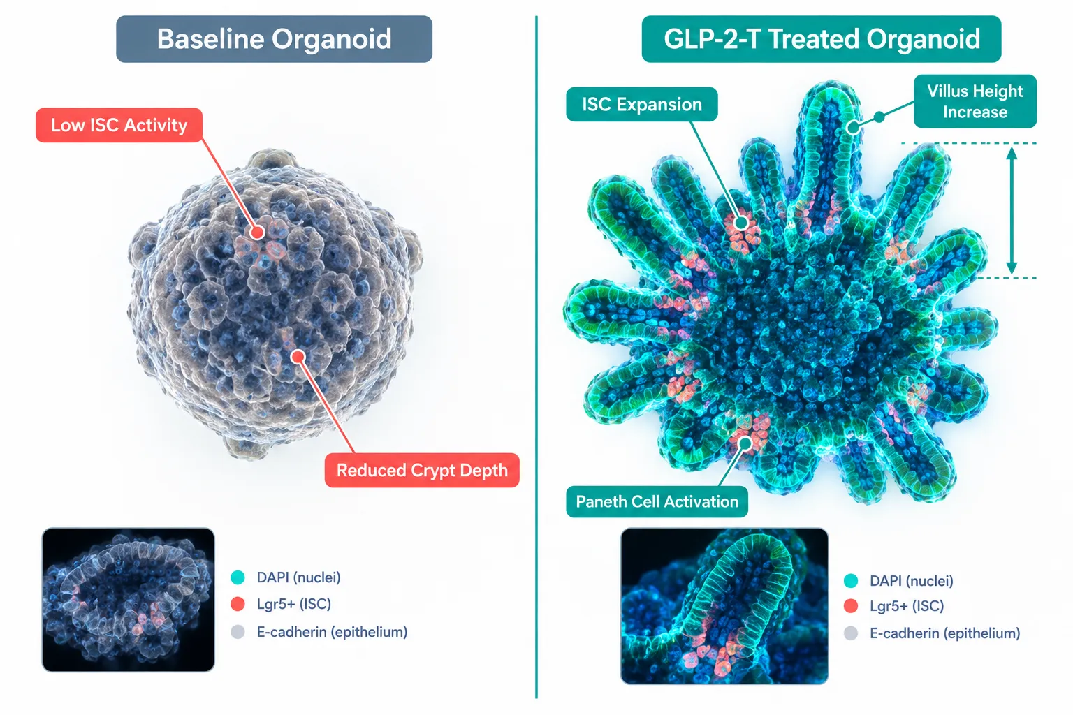 Organoid and Epithelial-Repair Assays in GLP-2-T and GLP2 Tirz Peptide Research