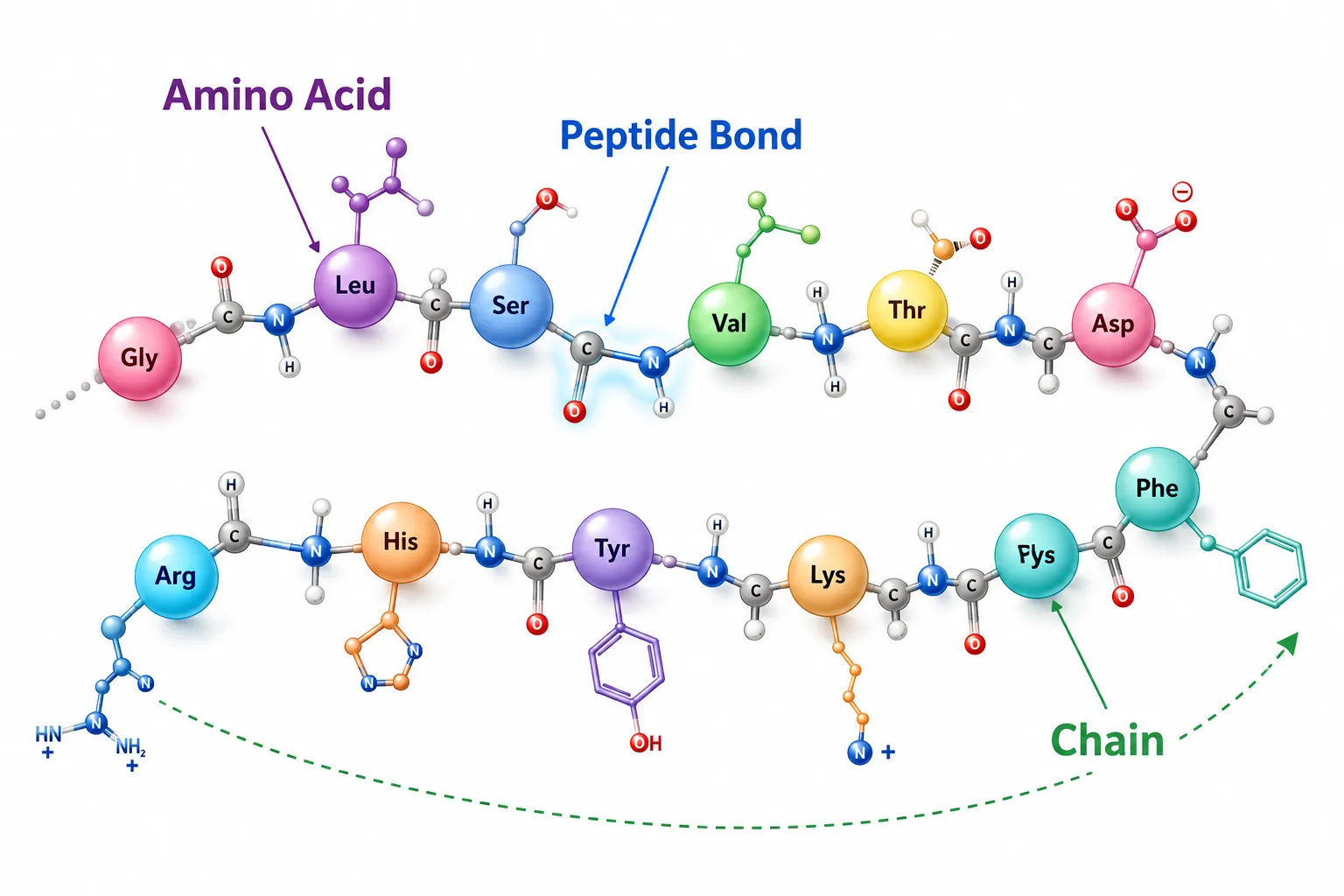Bright isometric illustration () showing a detailed polypeptide chain diagram: amino acid beads connected by peptide bonds