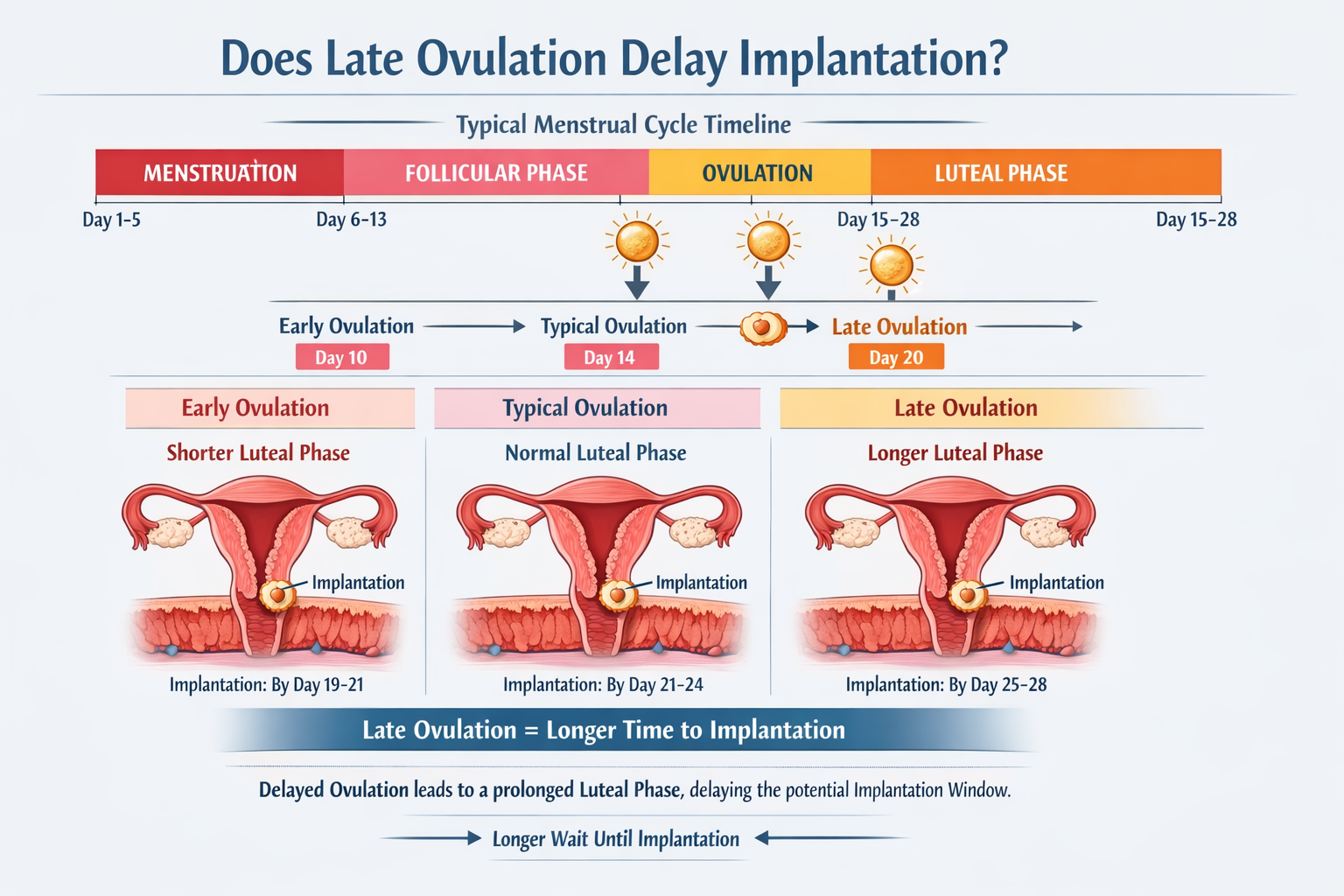A detailed infographic in landscape format (1536x1024) illustrating the typical menstrual cycle timeline, highlighting the variations in ovu