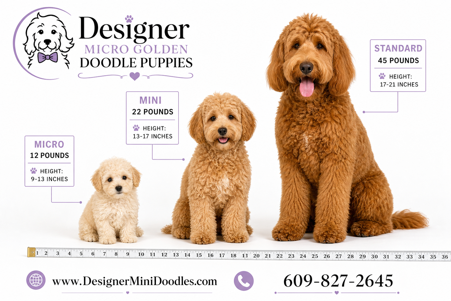 micro golden doodle breeders Houston