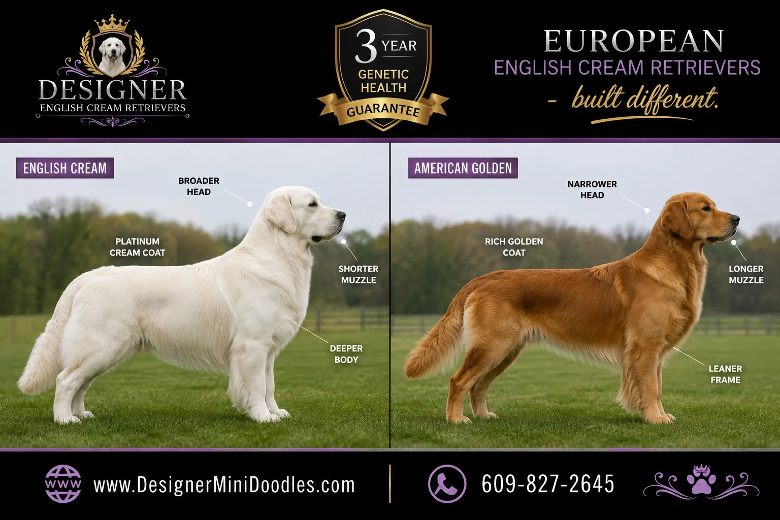 english cream golden retriever breeders near me