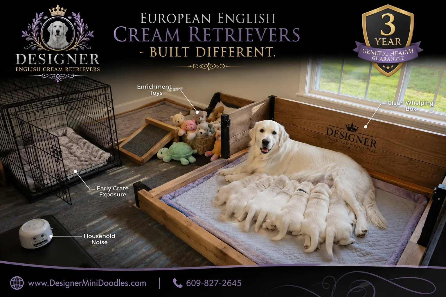 english cream golden retriever breeders near me