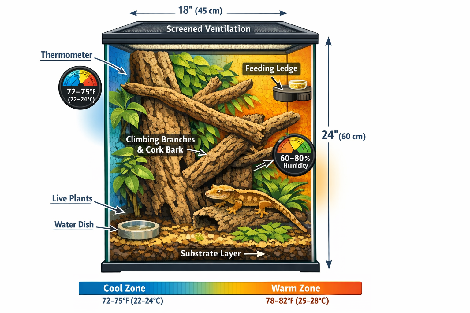 Landscape format (1536x1024) detailed cutaway illustration of a proper vertical crested gecko enclosure showing minimum dimensions 18x18x24