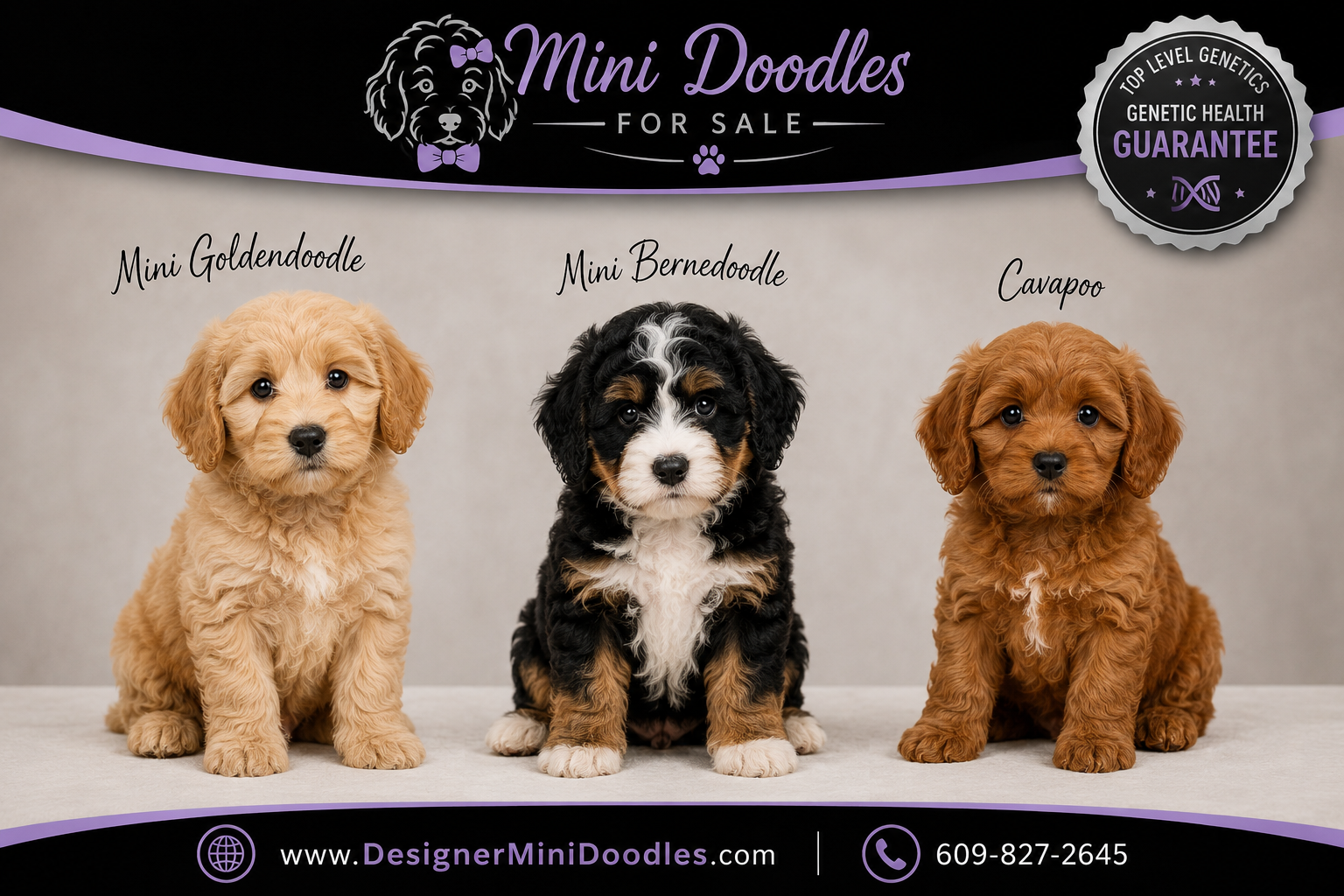 mini doodles for sale NJ