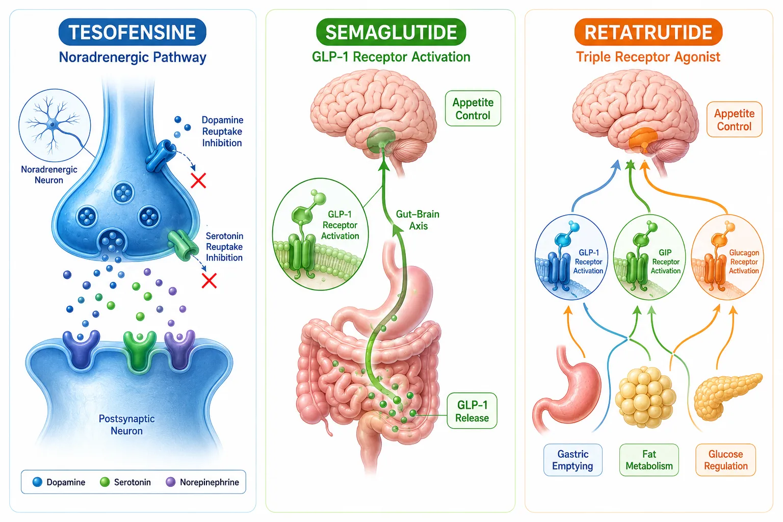 Split-screen editorial illustration () showing three distinct neural pathway diagrams side by side — left panel depicts