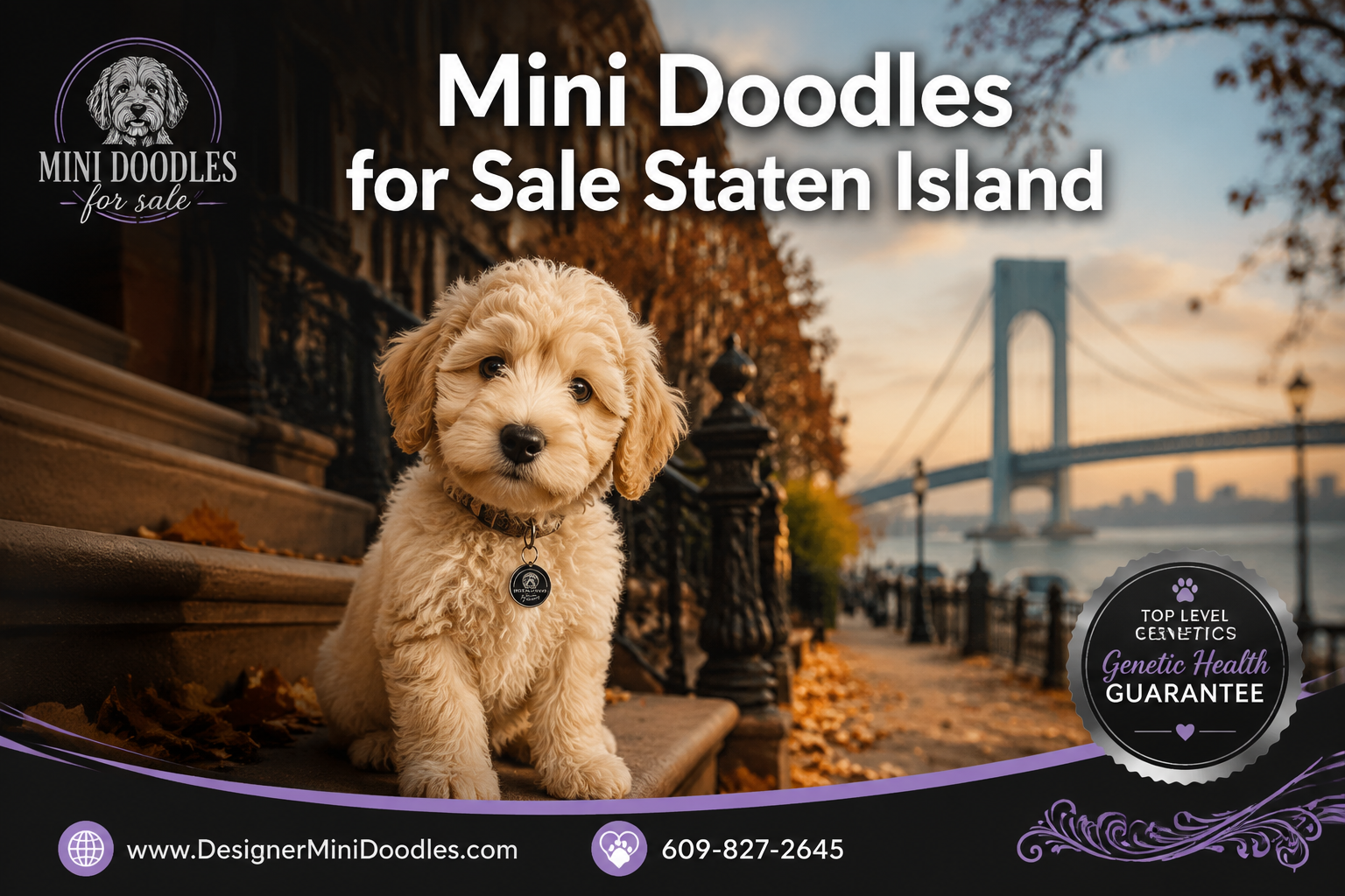 mini doodles for sale Staten Island