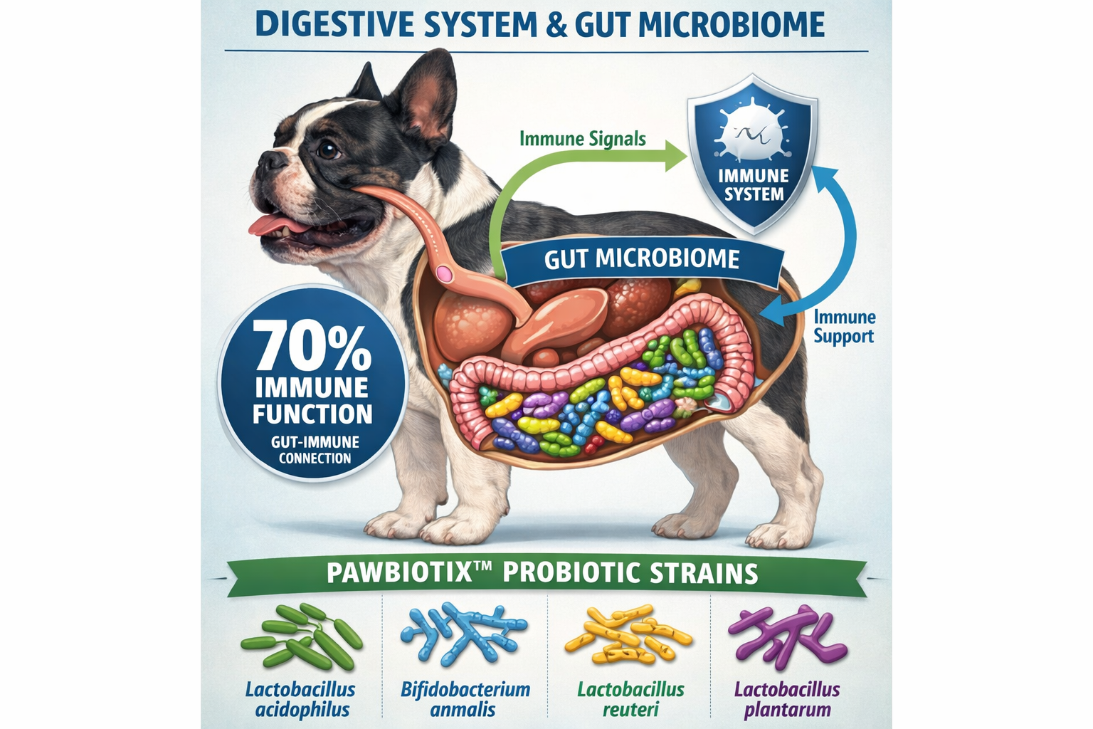 Portrait format (1024x1536) infographic showing French Bulldog digestive system cutaway with highlighted gut microbiome, colorful beneficial