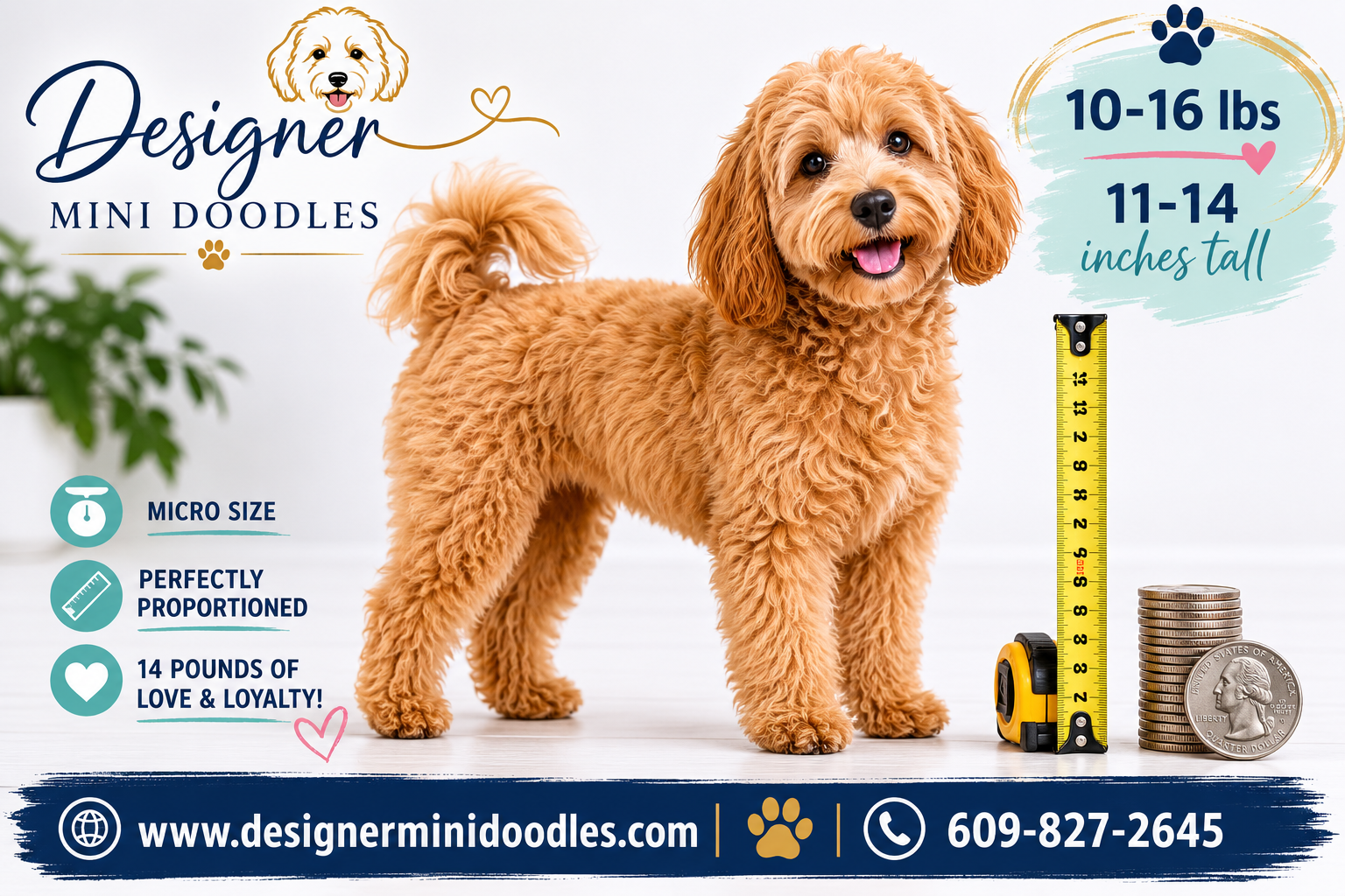 micro goldendoodle puppies zephyrhills
