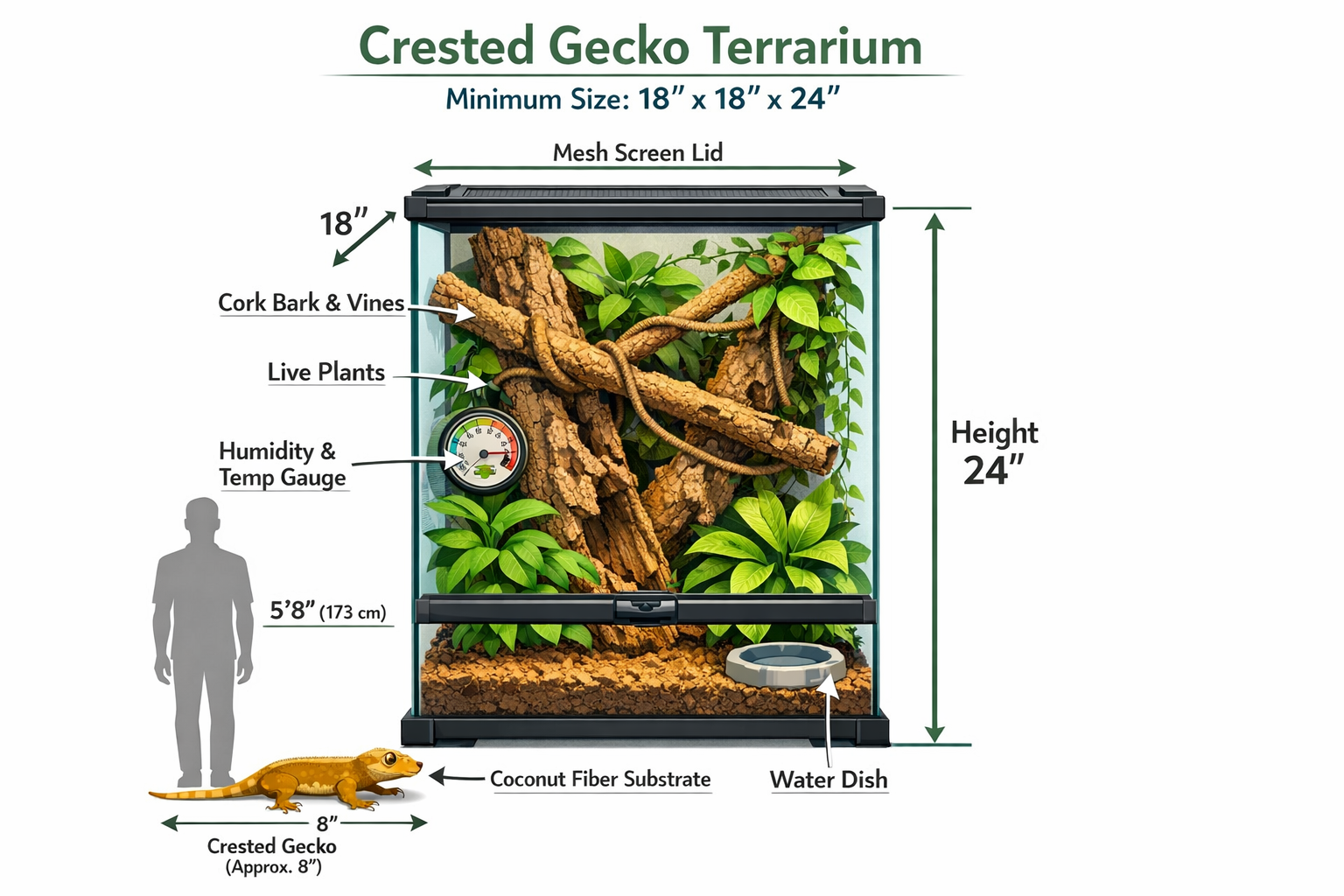 Detailed landscape format (1536x1024) image showing cutaway view of properly sized crested gecko terrarium with clear measurements labeled -