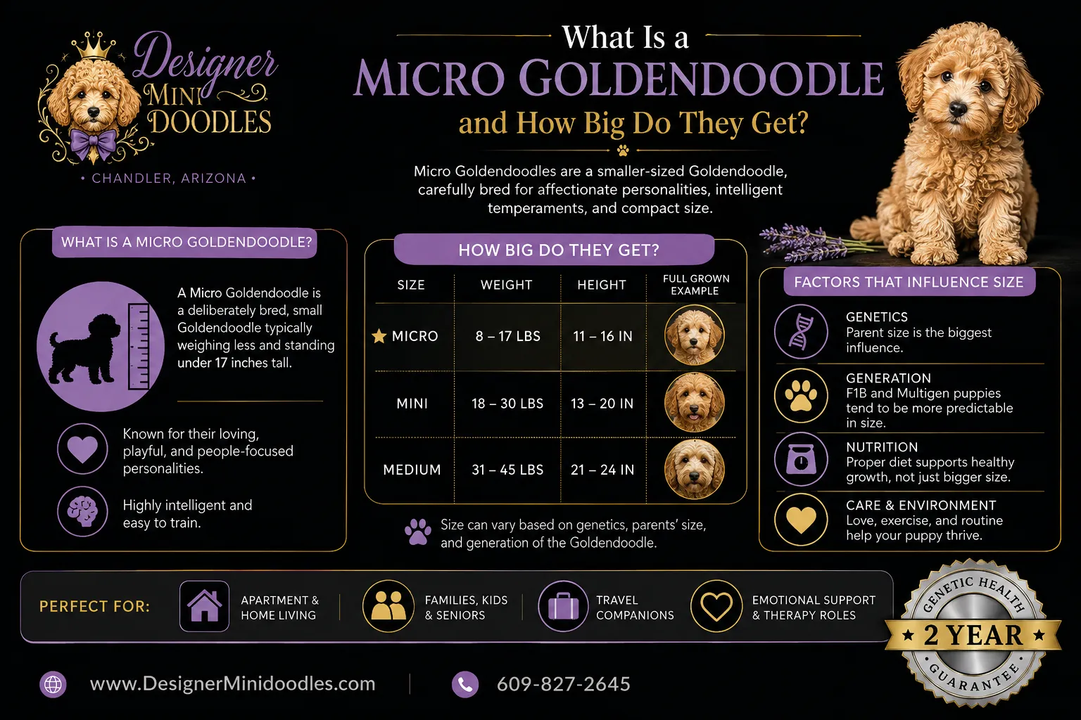 Micro Goldendoodle Puppies for Sale in Chandler, Arizona