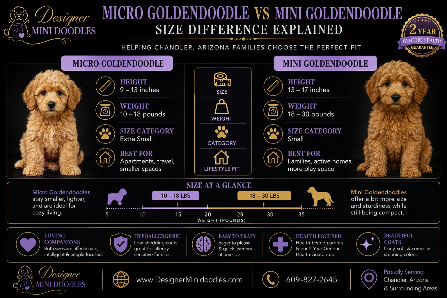 Do Micro Goldendoodles Shed a Lot?