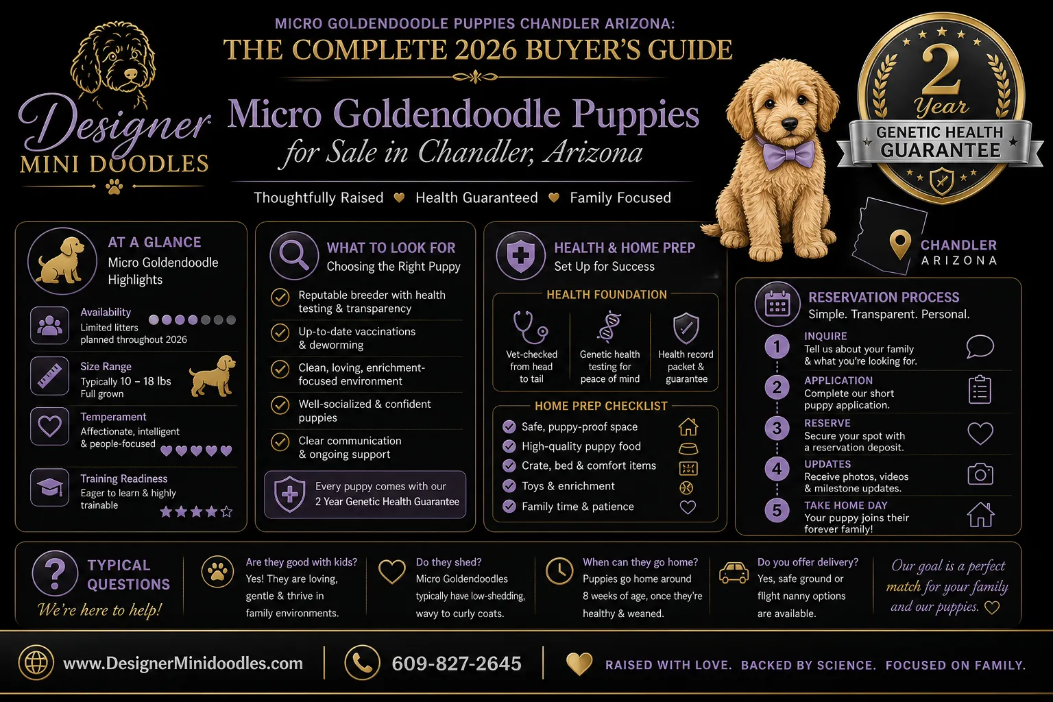 Micro Goldendoodle puppies Chandler Arizona