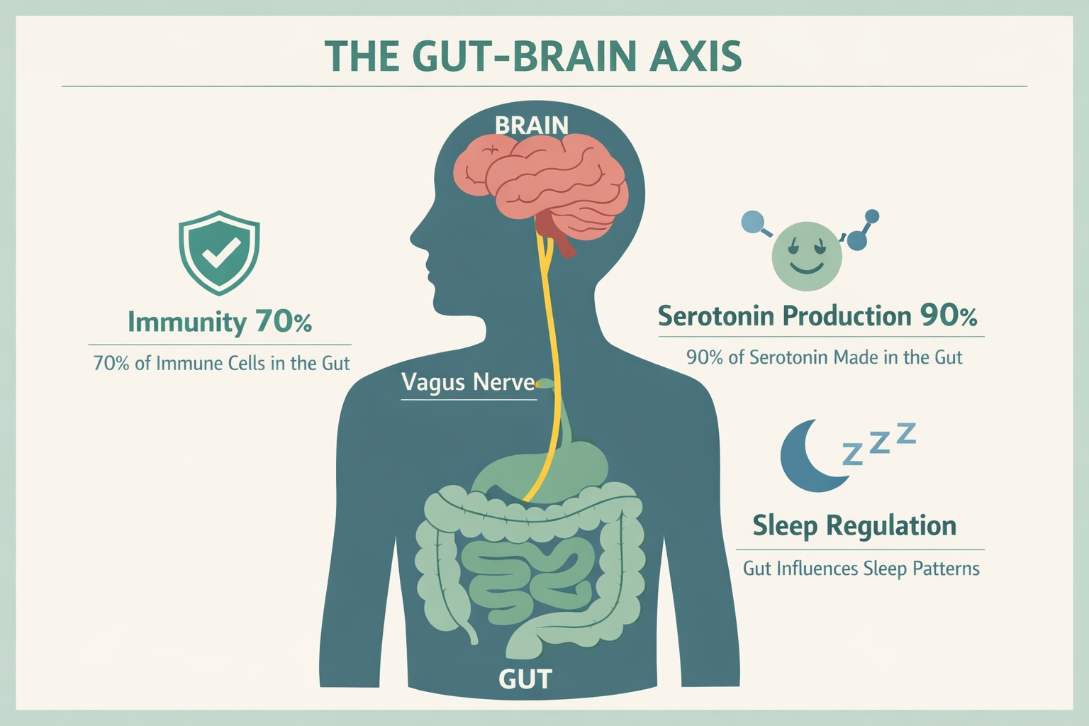 Detailed anatomical infographic showing the gut-brain axis: a side-profile human silhouette with the brain and gut connected
