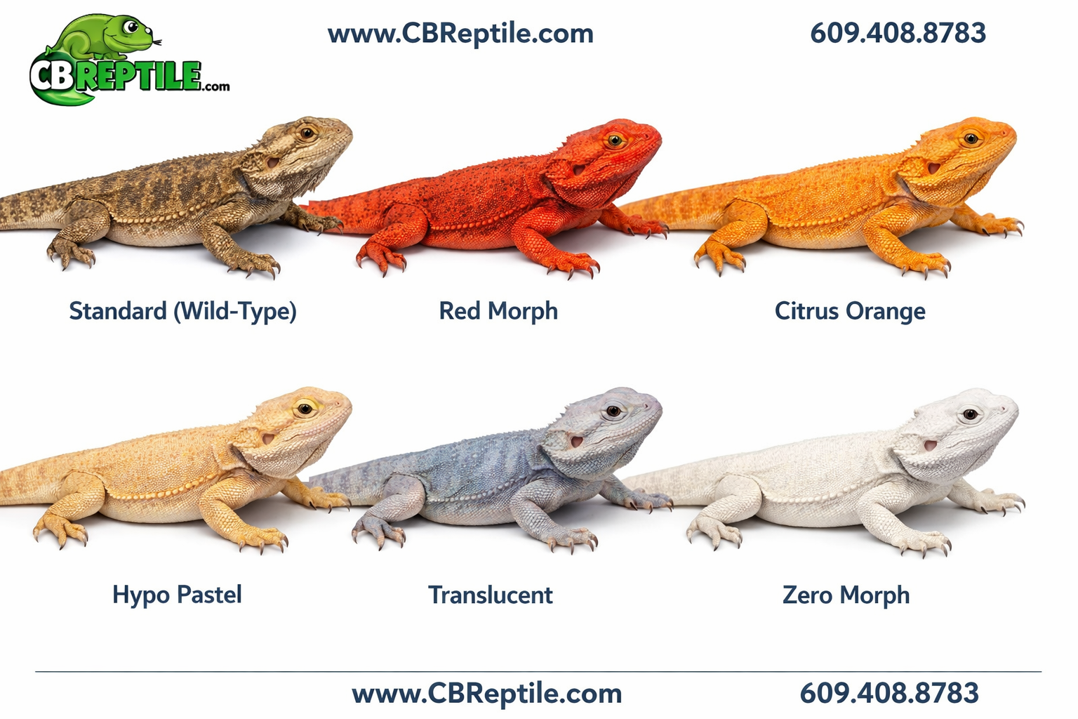 () educational infographic-style illustration showing a comparison grid of six bearded dragon color morphs laid out in two