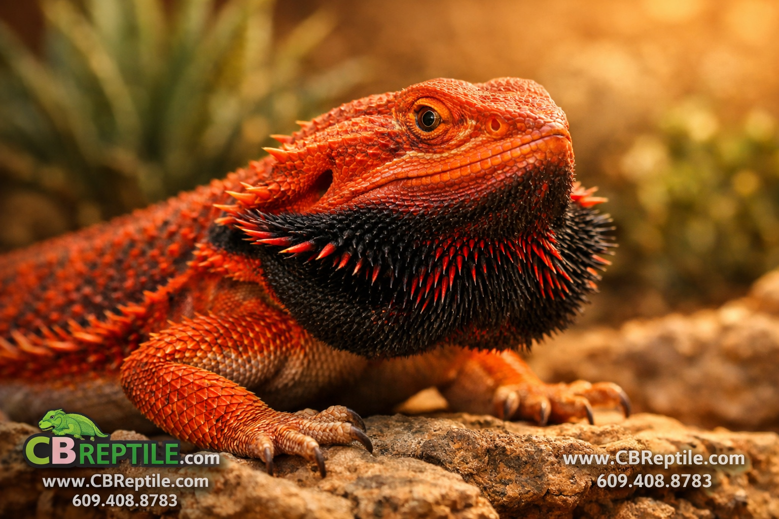 () close-up macro photography of a single red bearded dragon on a naturalistic rocky desert substrate with warm amber