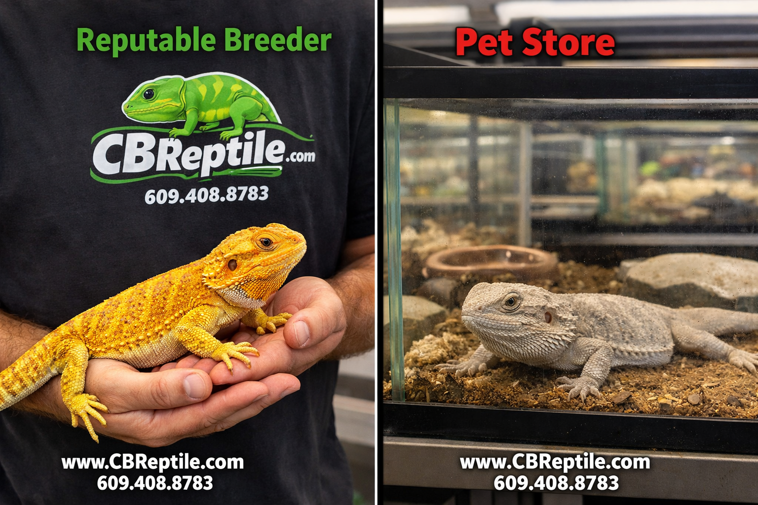 () split-scene comparison image: left side shows a healthy captive-bred bearded dragon in vibrant citrus-yellow coloration