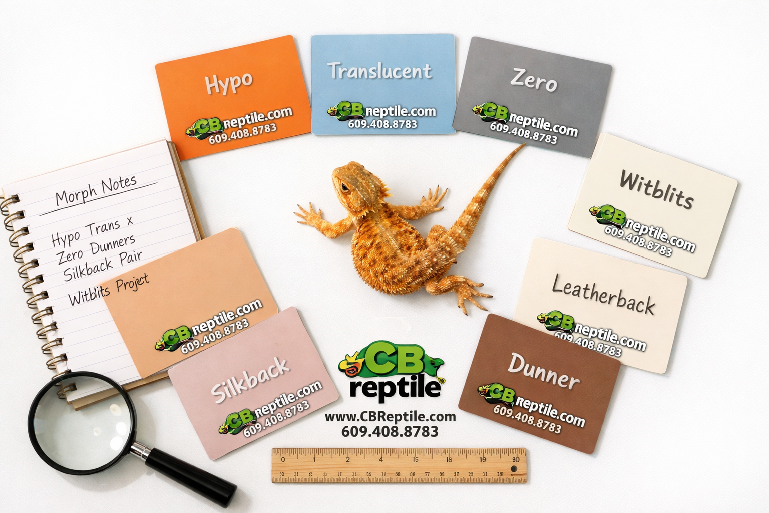 () flat-lay style overhead photograph of a clean white surface displaying a bearded dragon color morph reference guide: