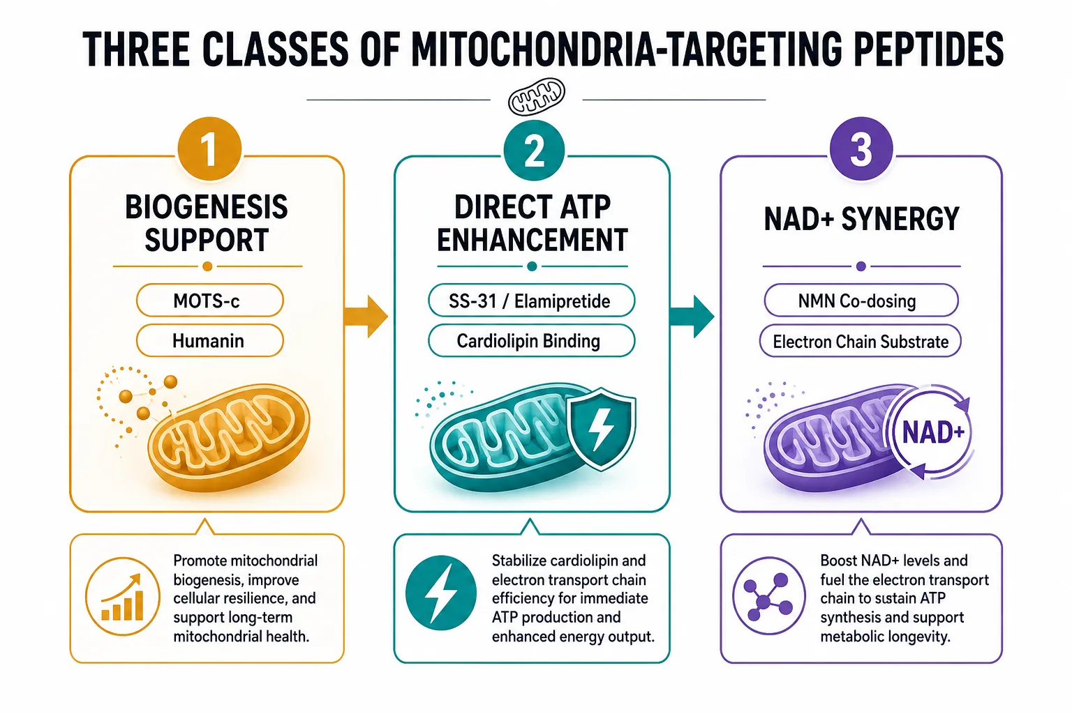 Mitochondria-Derived Peptides and the Broader Cellular Energy Architecture