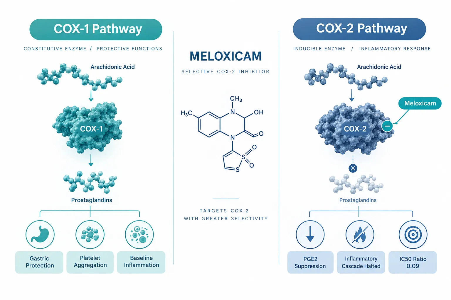 How Meloxicam Defines the COX-Inhibition Arm of These Research Models