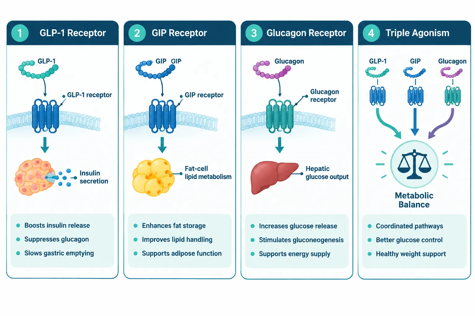 What "GLP-3" Actually Means: The Triple Receptor Mechanism