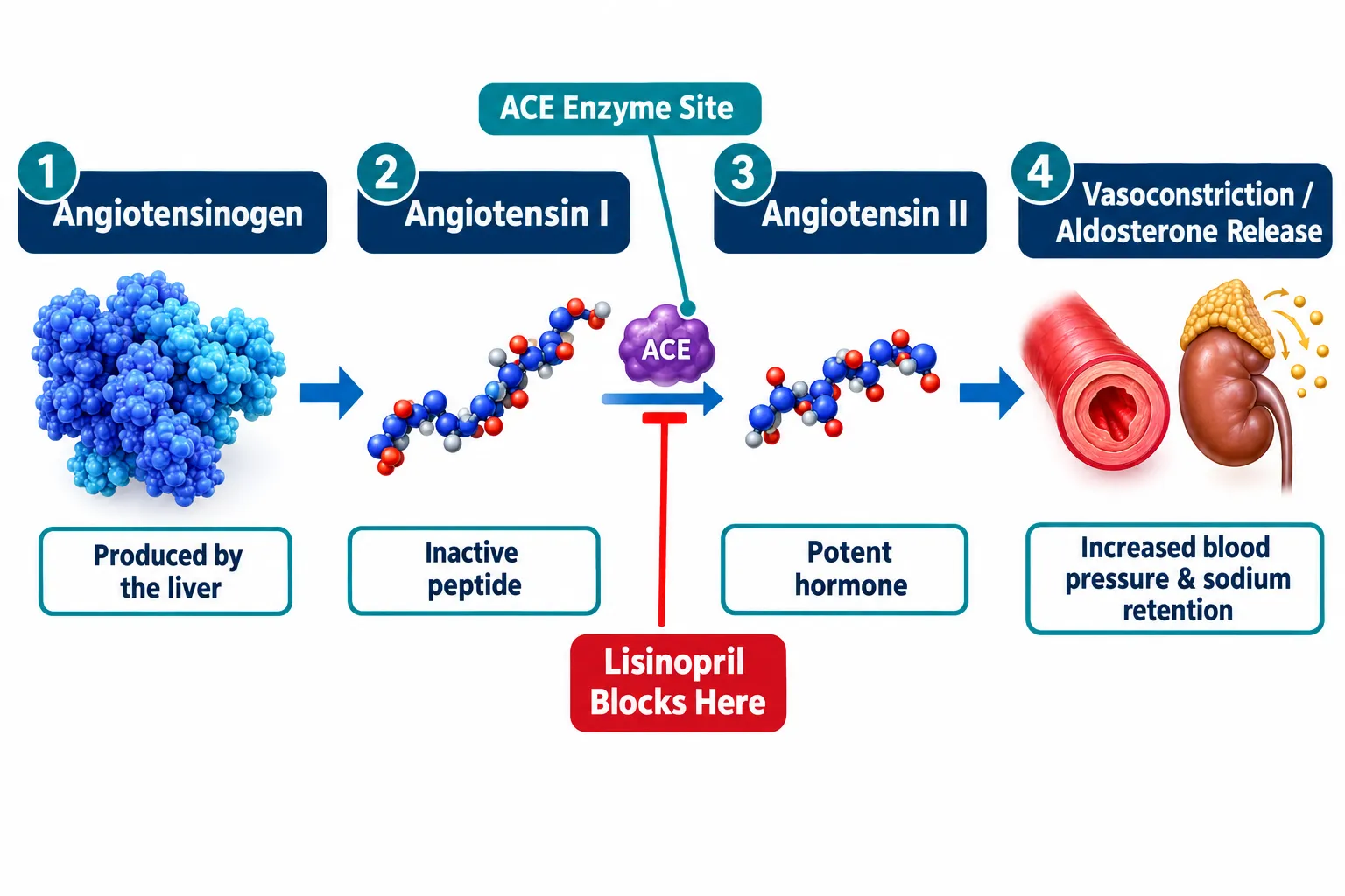 ACE Biology and Lisinopril: The Cardiovascular Foundation