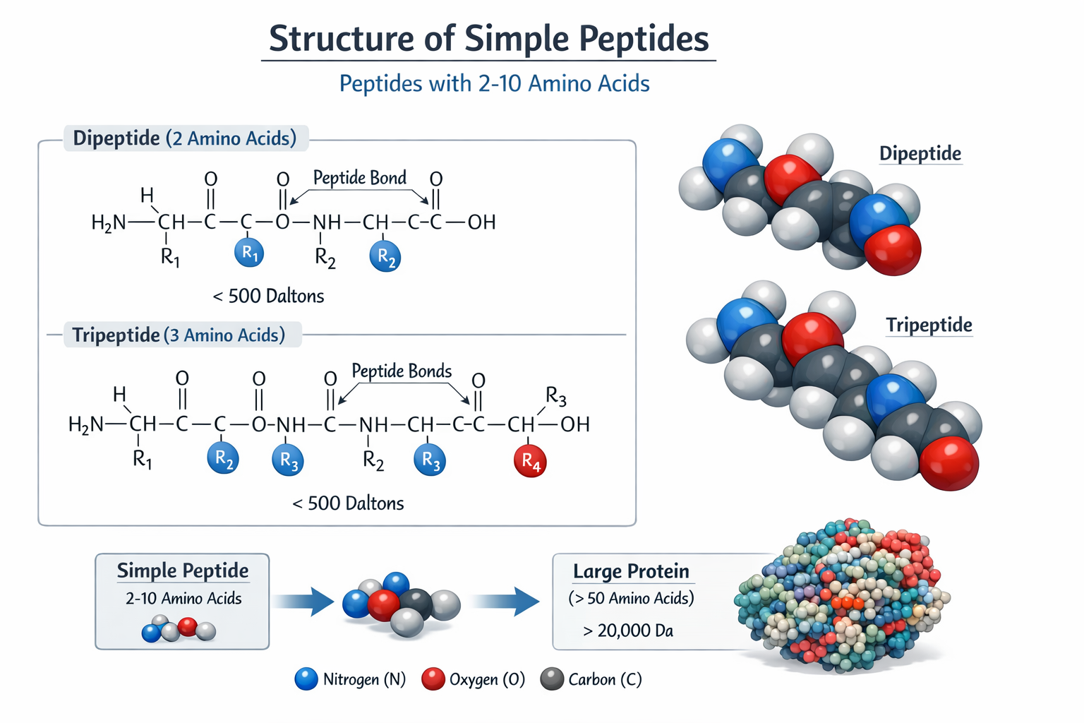 Detailed scientific illustration showing the molecular structure of simple peptides with 2-10 amino acids connected by peptide bonds, labele