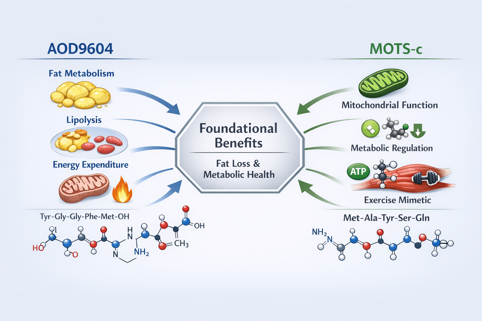 Landscape (1536x1024) editorial image depicting a stylized infographic illustrating the independent mechanisms of AOD9604 and MOTS-c peptide