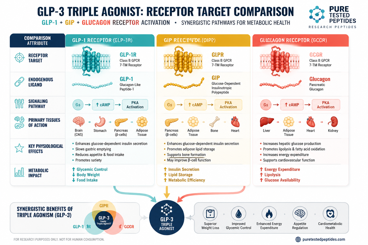 Detailed () informational graphic showing a side-by-side comparison table of GLP-3 triple agonist receptor targets — GLP-1,