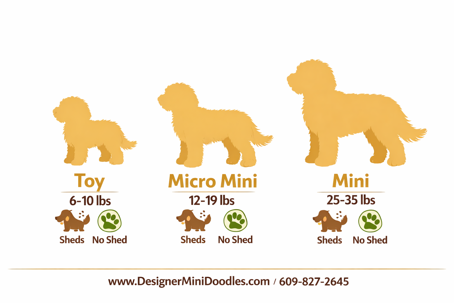 () editorial infographic showing three goldendoodle size categories side by side: Toy (6-10 lbs), Micro Mini (12-19 lbs),