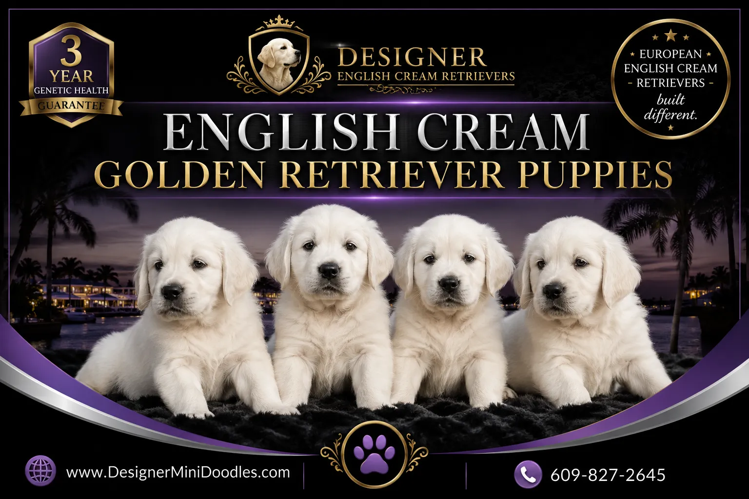 english cream golden retriever puppies Fort Meyers