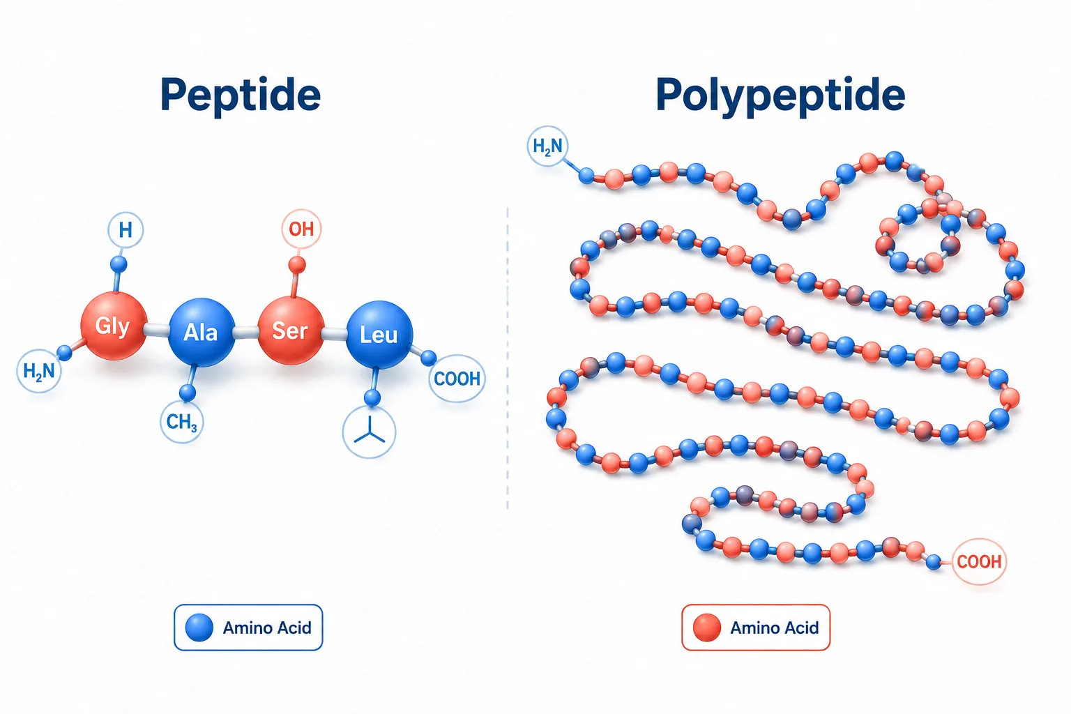 Defining the Boundary: What Separates Peptides from Polypeptides