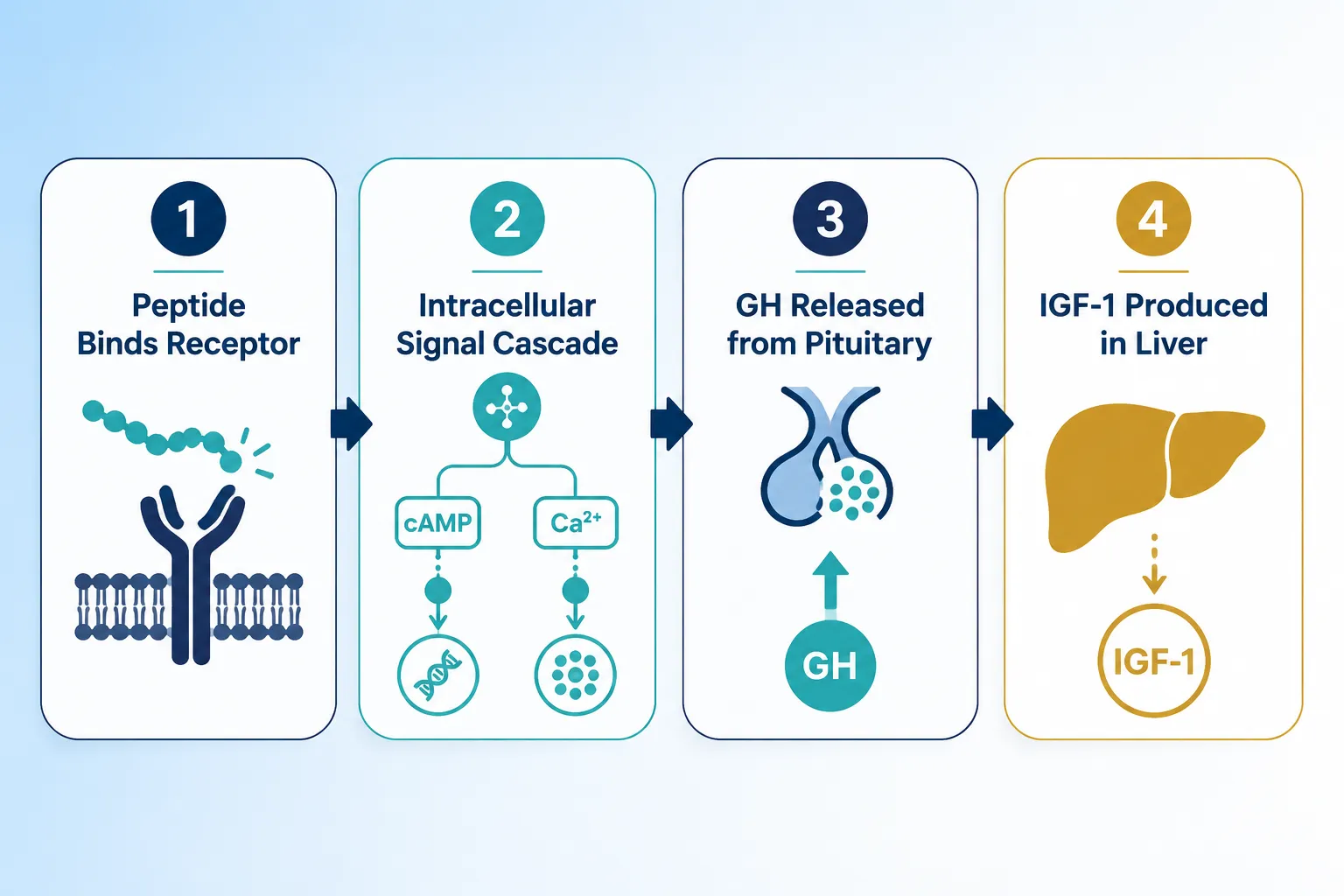 Intracellular Signaling Cascades and GH Pulsatility