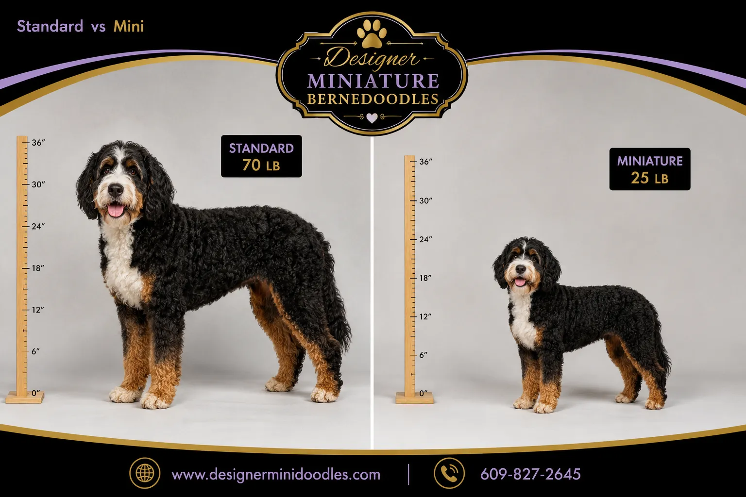 Miniature Bernedoodle vs Standard Bernedoodle Size