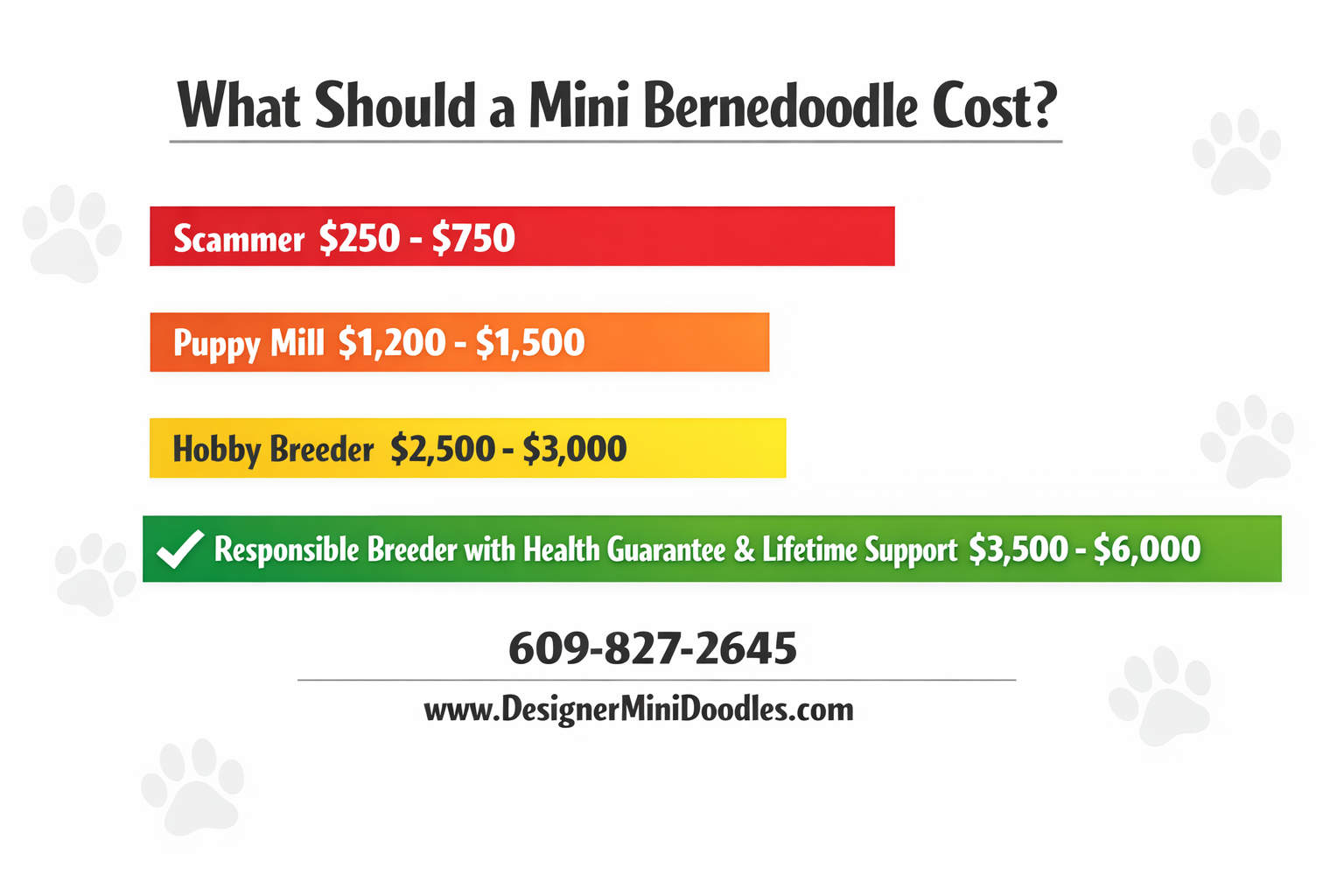 miniature bernese mountain dog cost