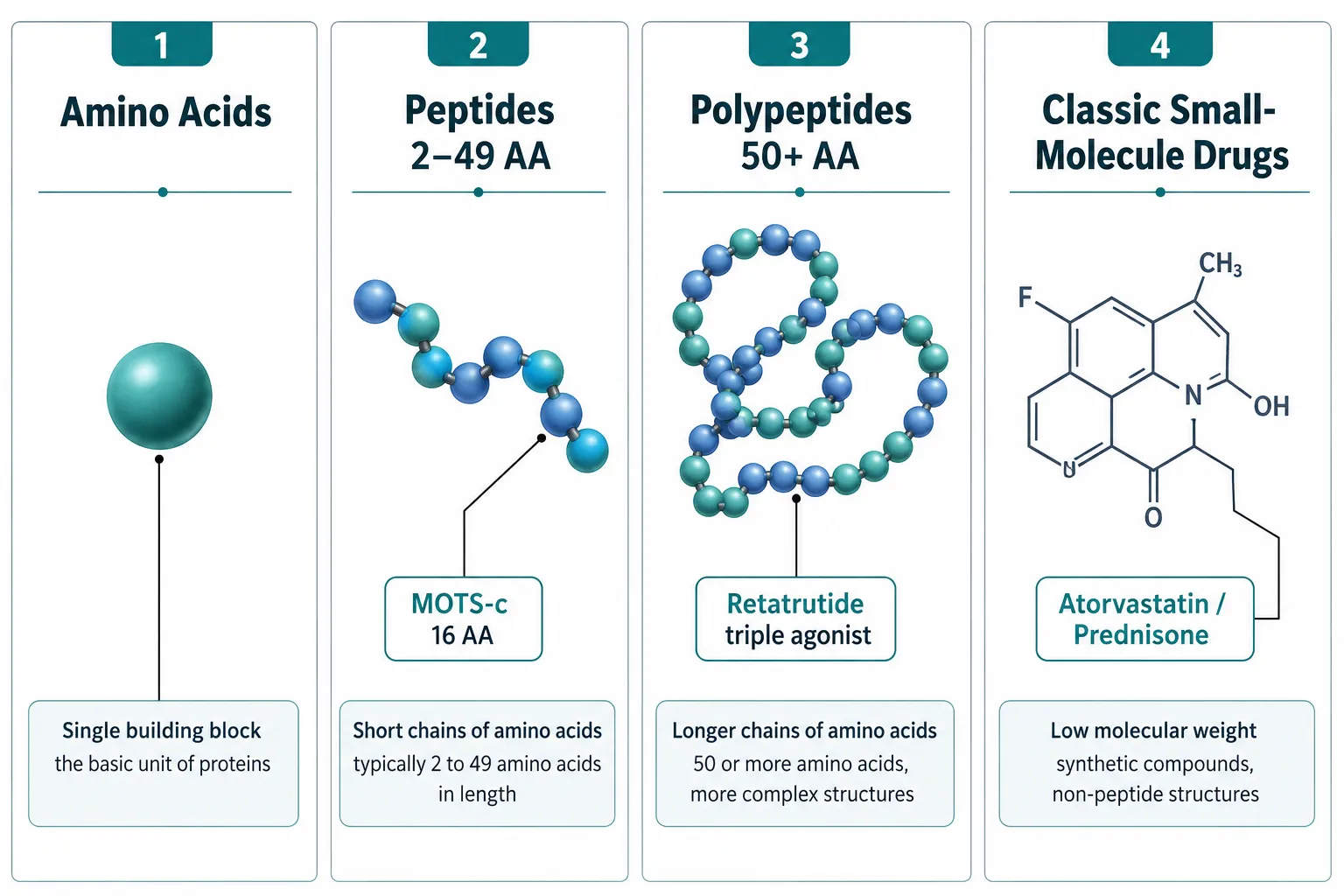 The Classification Foundation: Peptides, Polypeptides, and Why It Matters