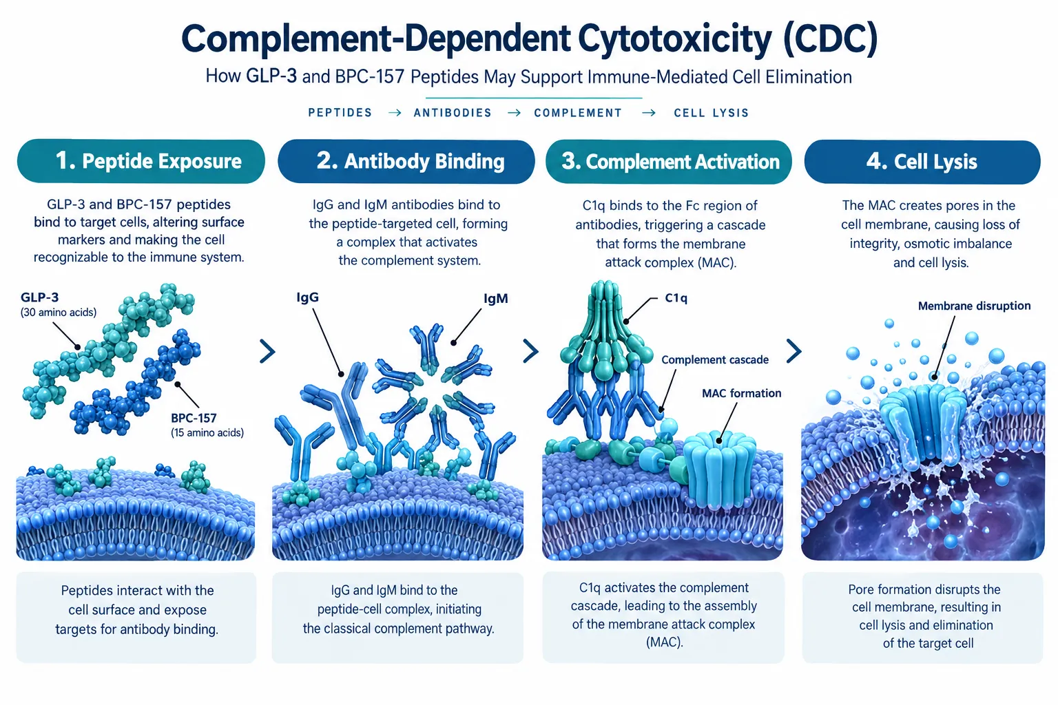 Understanding Complement-Dependent Cytotoxicity in the Context of Peptide Research