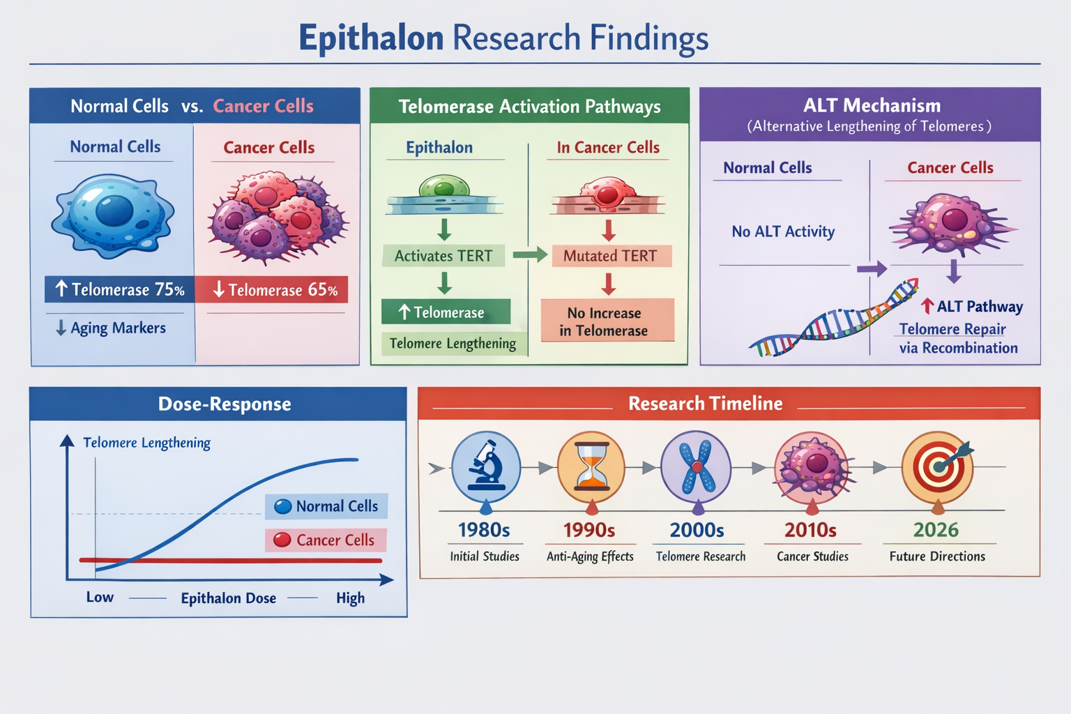 Detailed landscape format (1536x1024) comparative analysis infographic showing epithalon research findings across different cell types. Visu