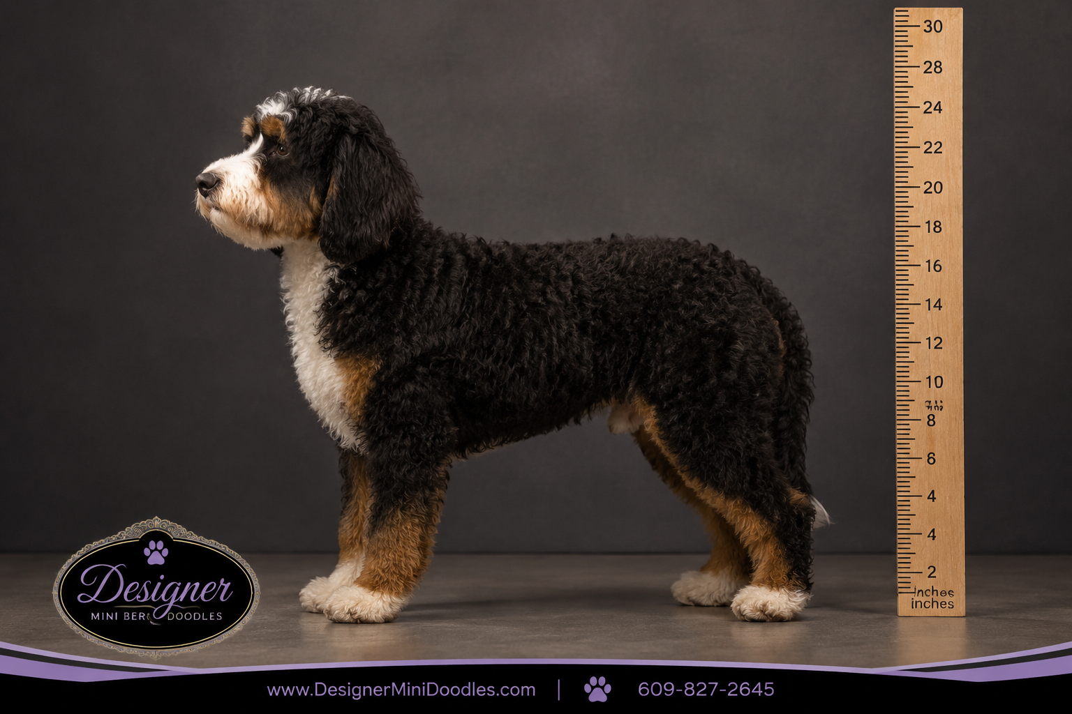 mini bernedoodle size