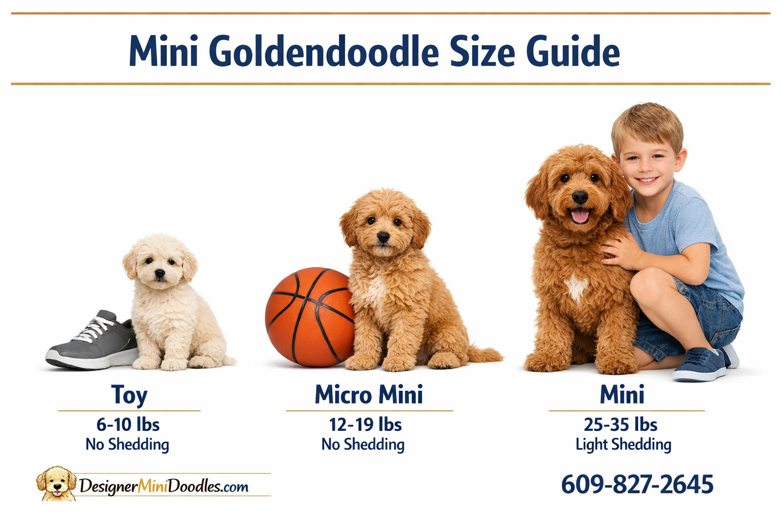 () educational infographic showing three mini goldendoodle size categories side by side: Toy (6-10 lbs) shown as a tiny