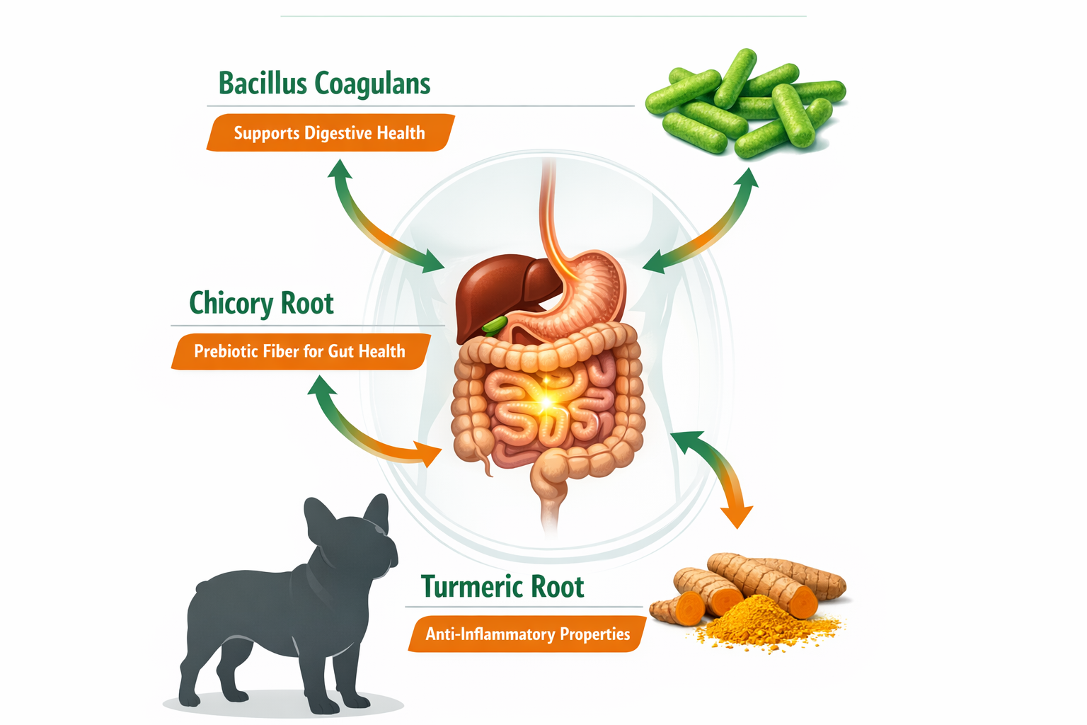 Portrait format (1024x1536) infographic showing the top 3 probiotic ingredients from Pawbiotix: Bacillus Coagulans bacteria illustration, ch