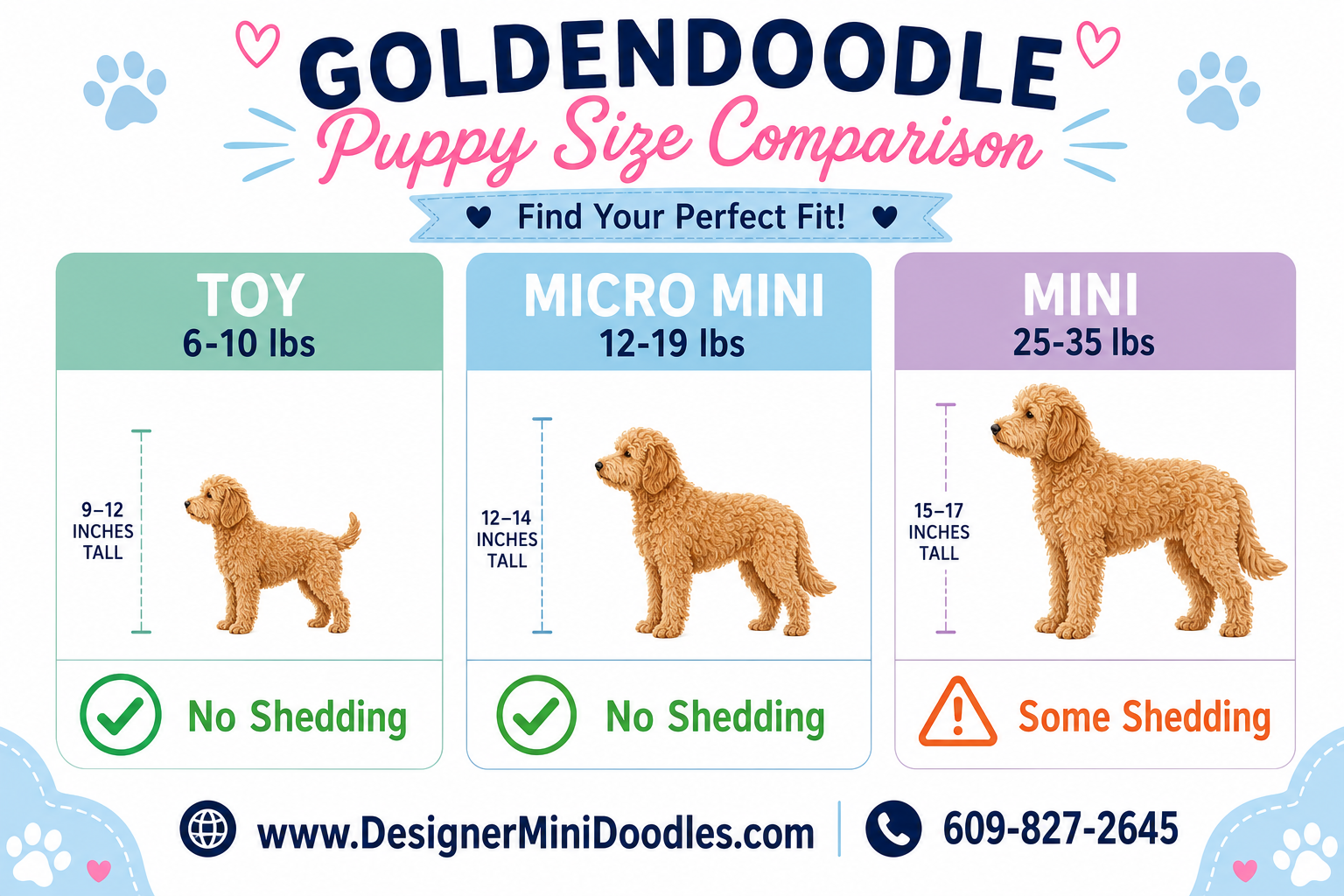 Golden doodle size comparison