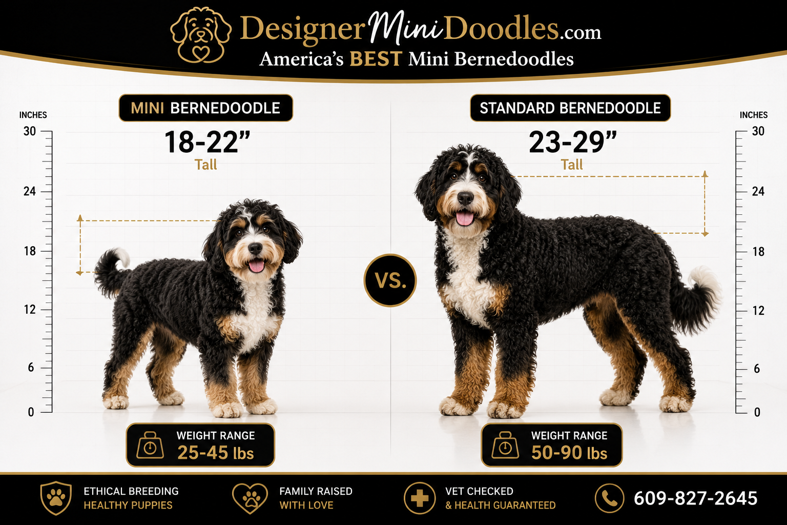 Mini Bernedoodle vs. Standard Bernedoodle