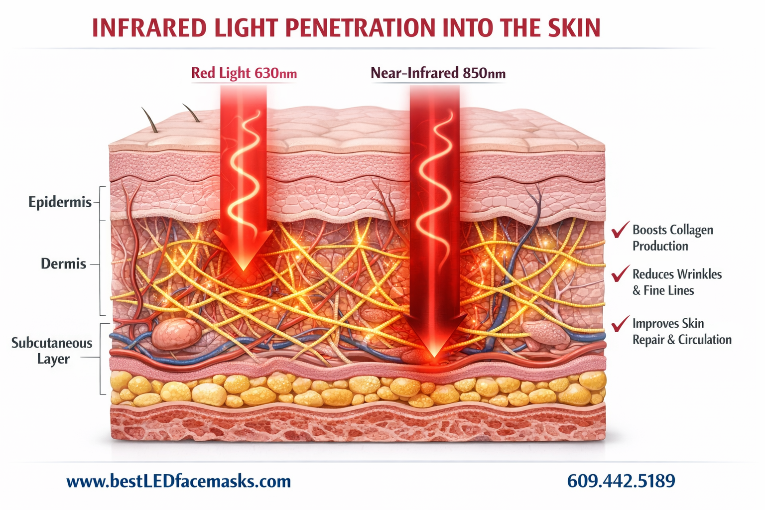 Detailed () educational infographic-style image illustrating infrared light penetrating layers of human skin cross-section,