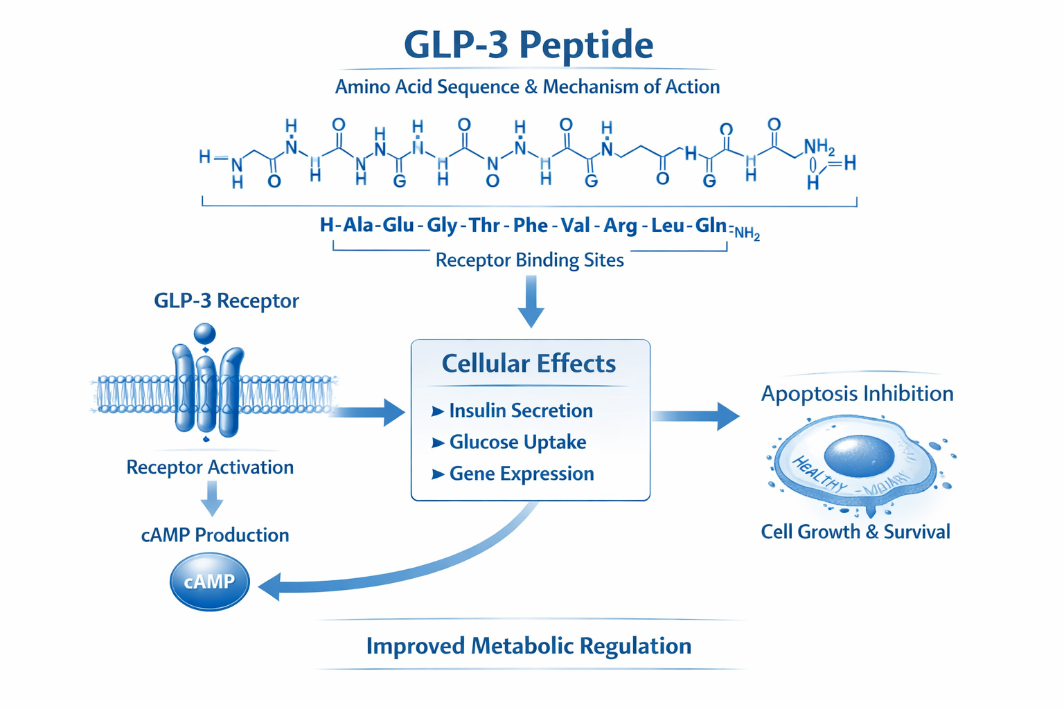 Scientific molecular structure diagram showing GLP3 peptide amino acid sequence with detailed chemical bonds, receptor binding sites, and ce