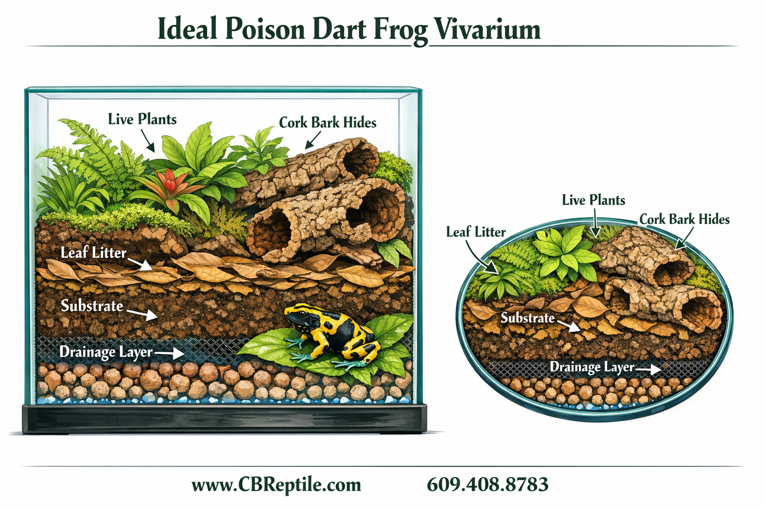() detailed infographic-style illustration showing a cross-section diagram of an ideal poison dart frog vivarium: labeled