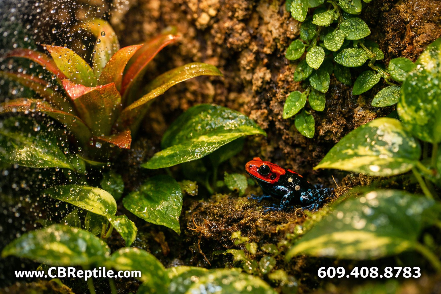 () close-up editorial photograph of a fully planted bioactive poison dart frog enclosure interior: dense tropical foliage