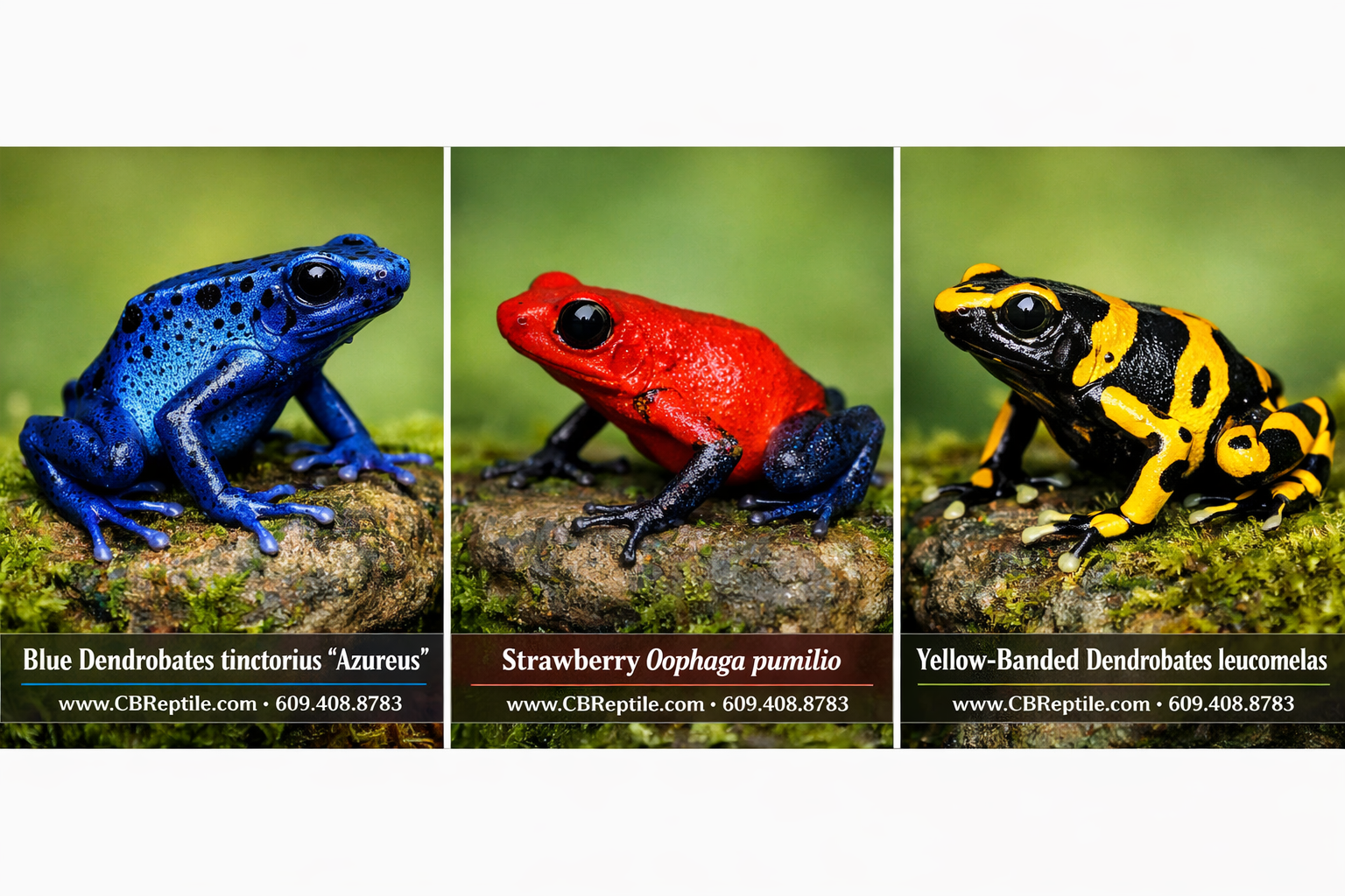 () side-by-side comparison visual showing three different poison dart frog color morphs: a bright blue Dendrobates
