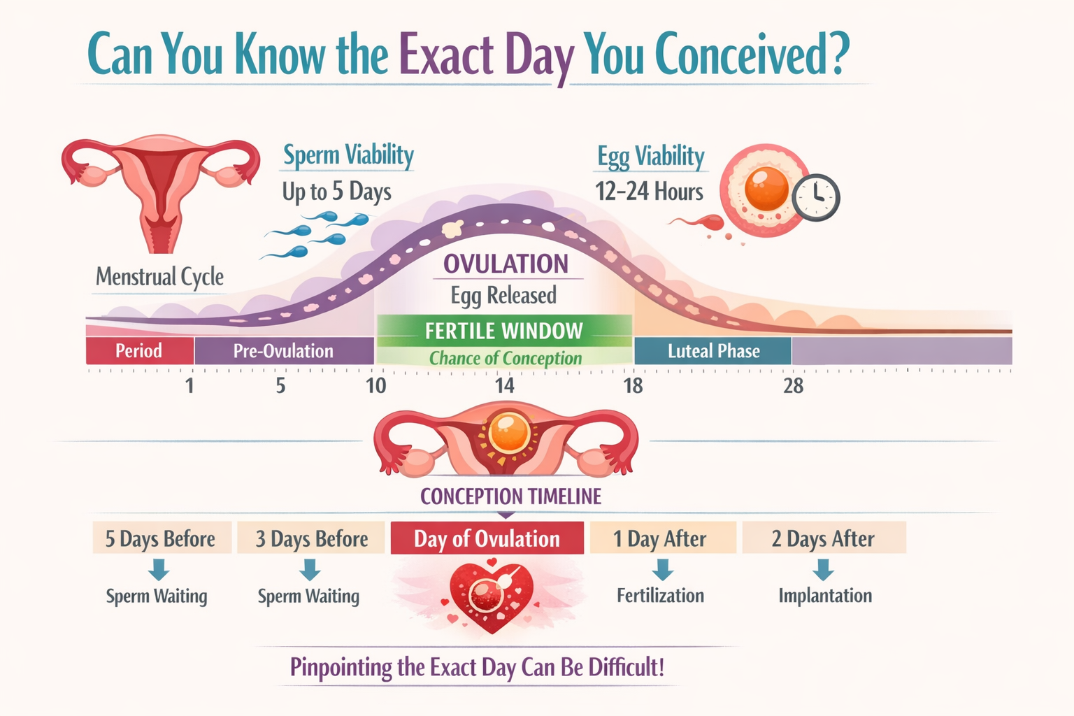 A detailed infographic () showing a timeline of the female reproductive cycle, highlighting ovulation and the fertile window